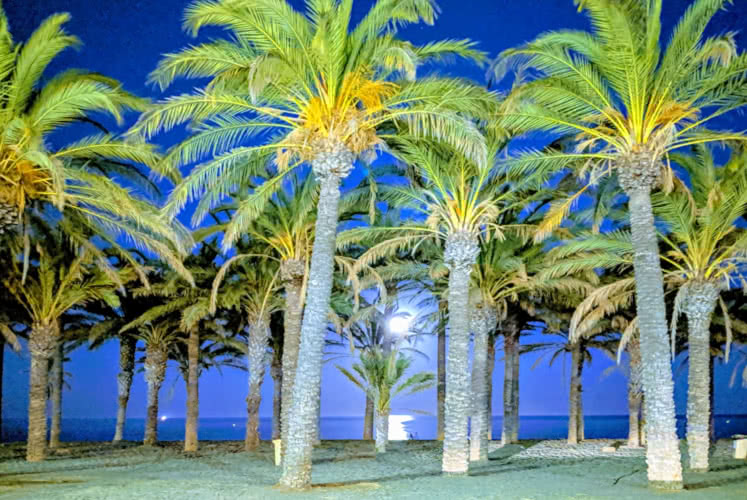 palmtree beach at night